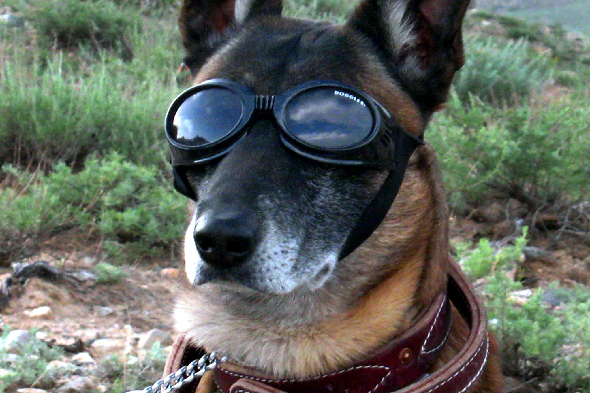 Brýle pro psa