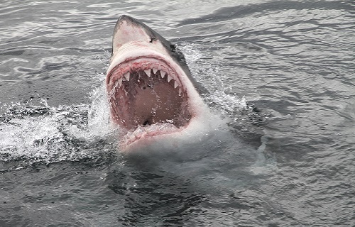 Žralok a útok na člověka. Měli bychom se u moře bát nebo nic nehrozí