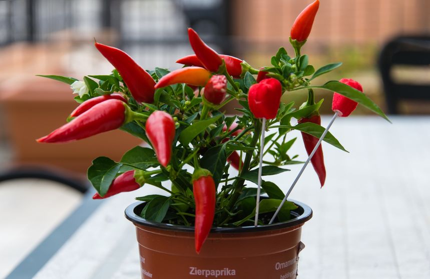 jak vypěstovat chilli papričky